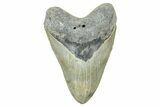 Fossil Megalodon Tooth - North Carolina #371652-1